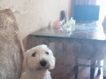 Pudel