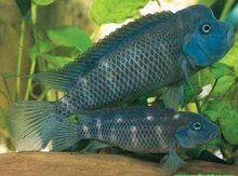 Akvarium balıqları