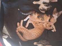 Pişiklər etibarlı əllərə verilir