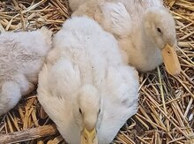 Pekin ördək balaları