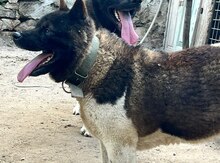Akita-inu 