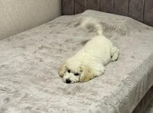 Pudel
