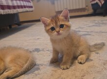Şinşilla pişiyi balaları