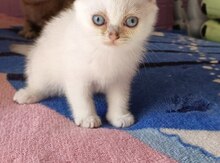 Şinşilla pişiyi balaları