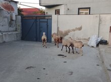 Qoyunlar