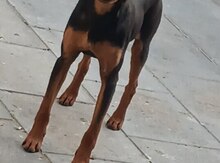 Pinçer