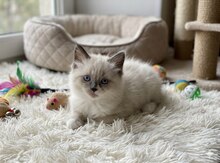 Ragdoll balaları