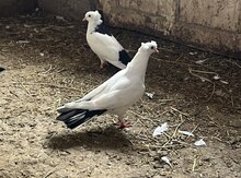 Göyərçinlər