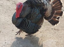 Hinduşka yumurtası