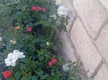 Qıızıl güllər