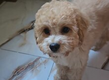 Pudel