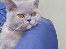 British shorthair pişiyi