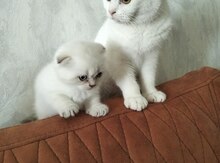 Şotland pişiyi balaları