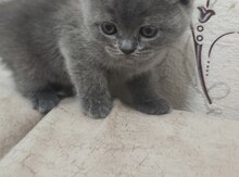 Pişik balası