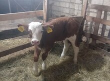 Simmental buzov