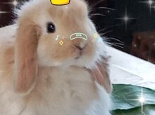 Holland lop dovşan balaları