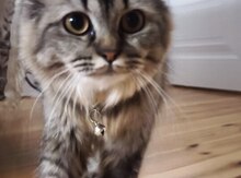 Longhair pişik balası