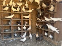 Göyərçin balaları