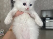 Şinşilla pişiyi balası