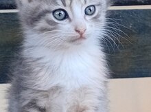 Ev pişiyi balası