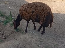 Dişi qoyun