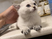 Gümüşü şinşilla pişiyi balası