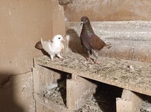 Göyərçinlər