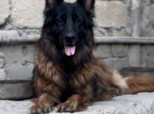 Alman ovçarkası