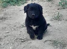 Labrador Retriver