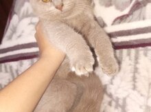 Şotland pişiyi