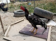 Heyratı fərə