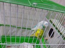 Tutuquşular