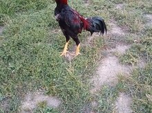 Heyratı fərəsi