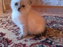 Şotland pişiyi balası