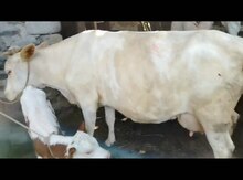 Danalar