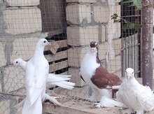Göyərçinlər