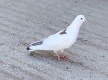 Göyərçin 