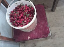 Şampan gilas