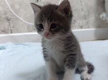 Ev pişiyi balaları etibarlı əllərə verilir