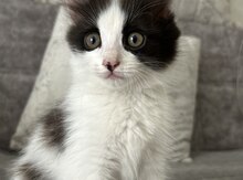 Pişik etibarlı əllərə verilir