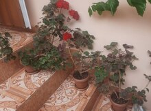Qırmızı çiçəkli sardunya