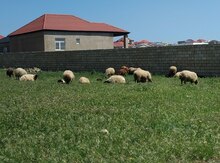 Qoyunlar