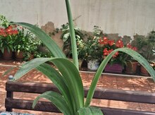 Liliya, gipeastrum