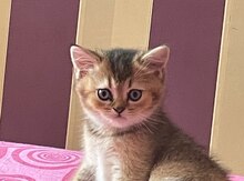 Şinşilla pişiyi balası