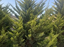 Juniper
