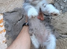 Şotland pişiyi