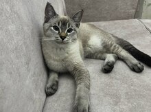 Pişik