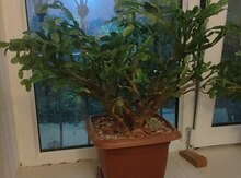 Şlumbergera
