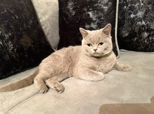 Dermantin pişiyi