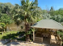 Palma ağacı